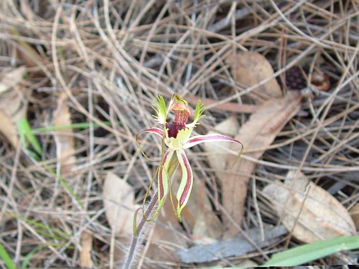 Caladenia - orchidaceae_spider4.jpg